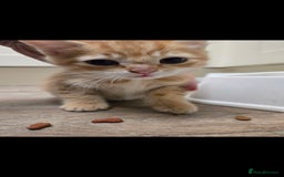 Mixed Breed cats for sale: Gorgeous ginger tabby kitten - Image 3