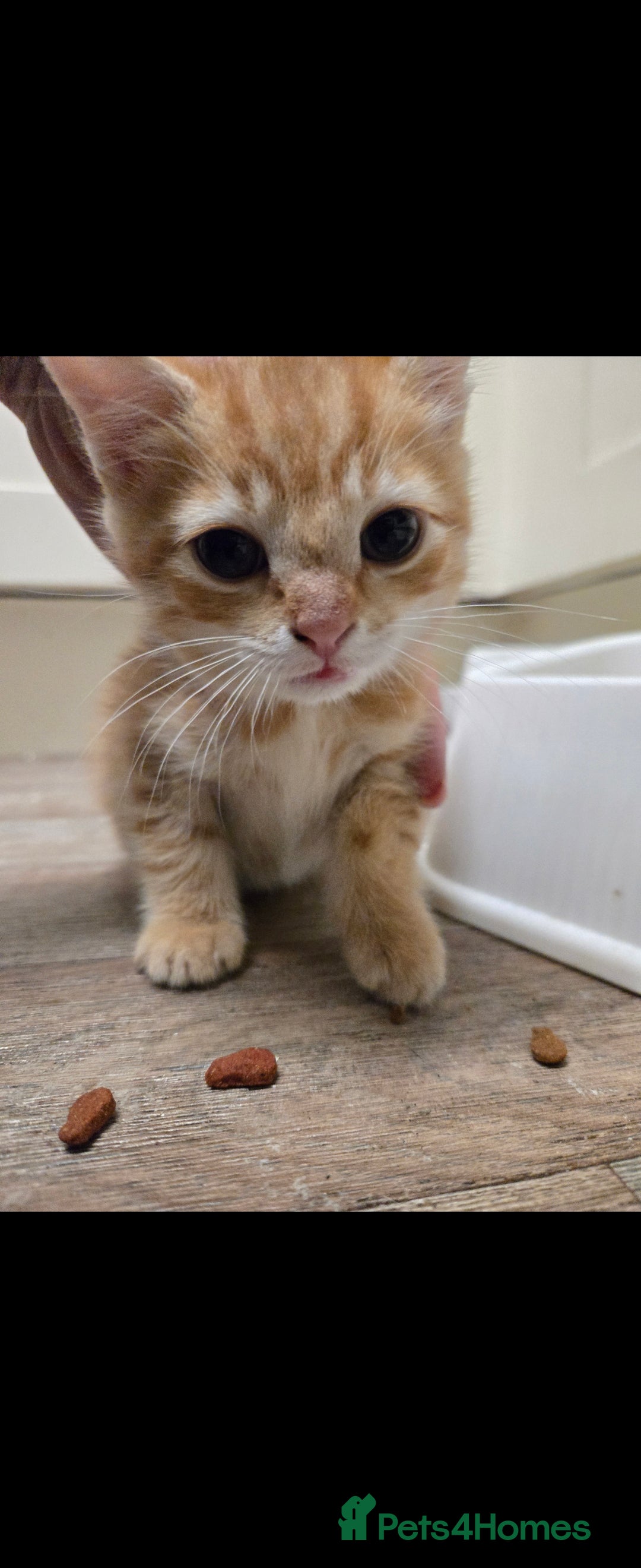 Mixed Breed cats for sale: Gorgeous ginger tabby kitten - Image 3