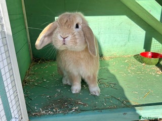 English Lop rabbits for sale: Male rabbit to go to 5* home - Advert 1