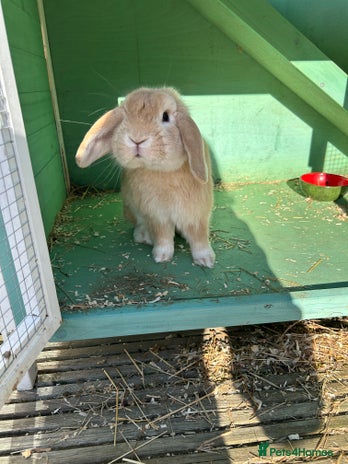 English Lop rabbits Male rabbit to go to 5* home - Advert 1