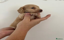Miniature Dachshund dogs for sale: Miniature long hair dachshunds  - Image 8