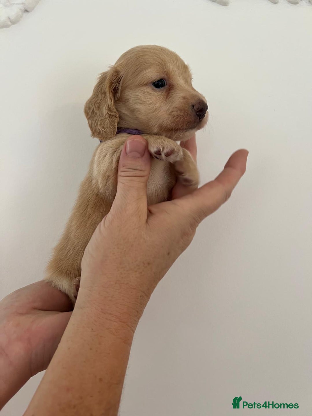 Miniature Dachshund dogs for sale: Miniature long hair dachshunds  - Image 8