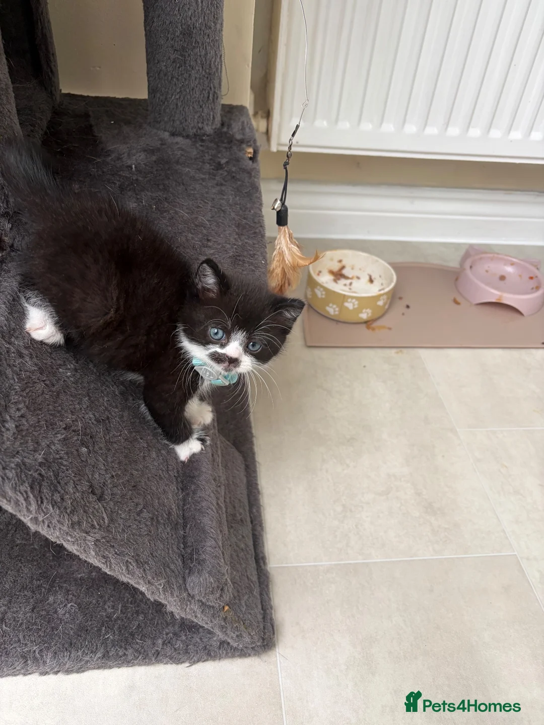 Mixed Breed cats for sale: Beautiful Exotic shorthair mix kittens  - Advert 17