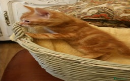 Mixed Breed cats for sale: Long Haired Maine Coon Type Kittens Mixed Breed :) - Image 5