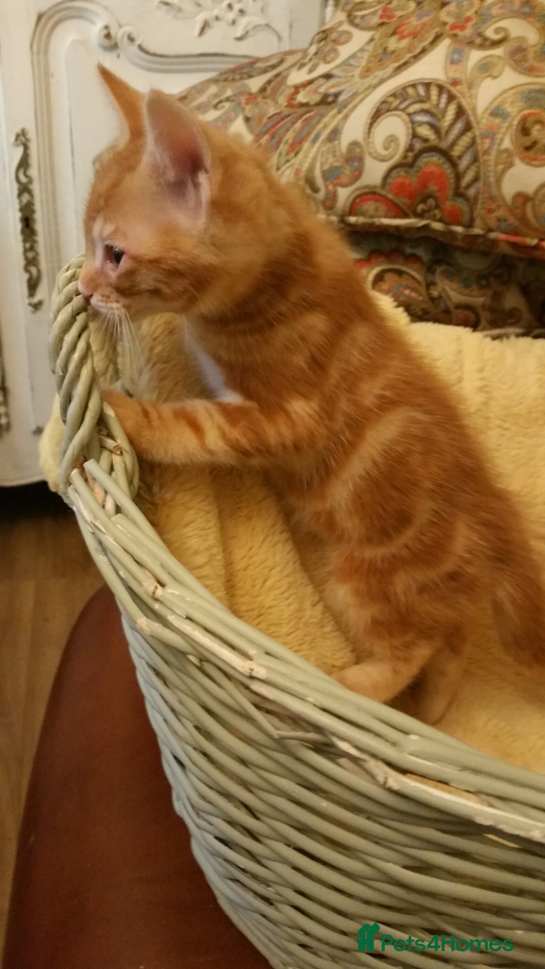 Mixed Breed cats for sale: Long Haired Maine Coon Type Kittens Mixed Breed :) - Image 5