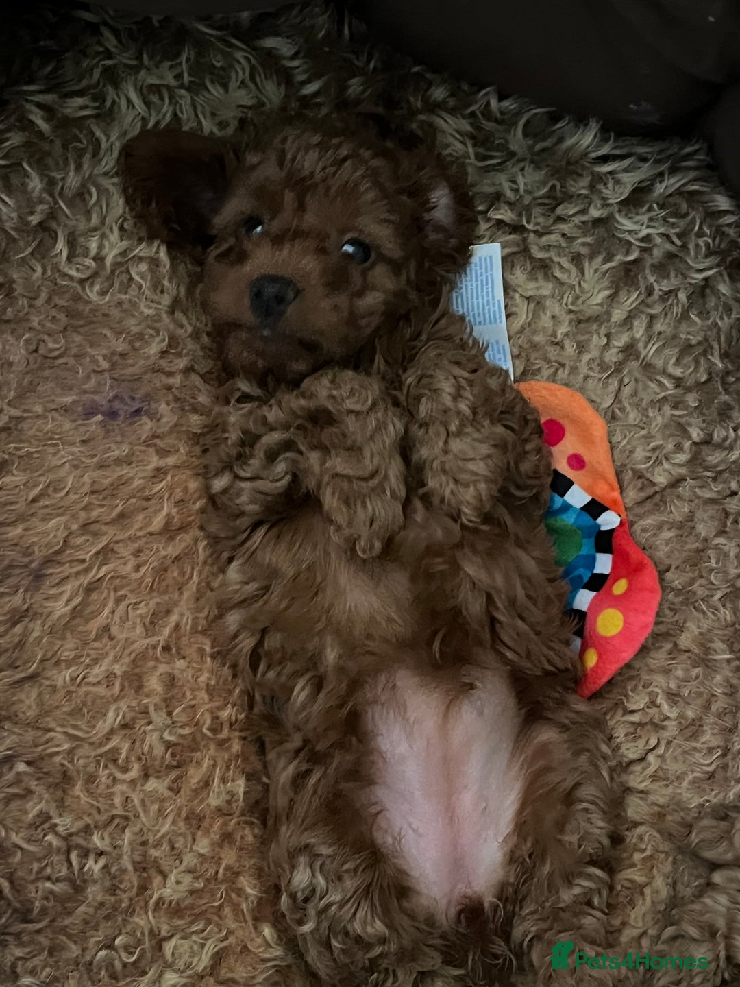 Cavapoo dogs for sale: 5⭐️⭐️⭐️⭐️⭐️F1b Curly Teddy Cavapoo’s DNA/heart  - Image 2