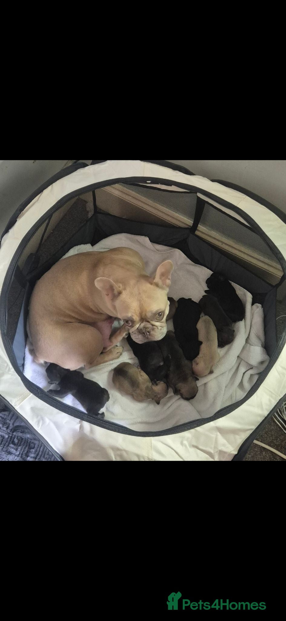 French Bulldog dogs French bulldog puppies looking for forever home - Advert 1