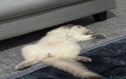 Ragdoll cats for sale: Playful paw 🐾 - Image 3