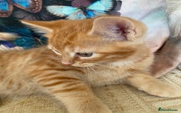 Ragcoon cats for sale: Beautiful Ginger Tabby Ragcoon kitten for sale  - Image 1