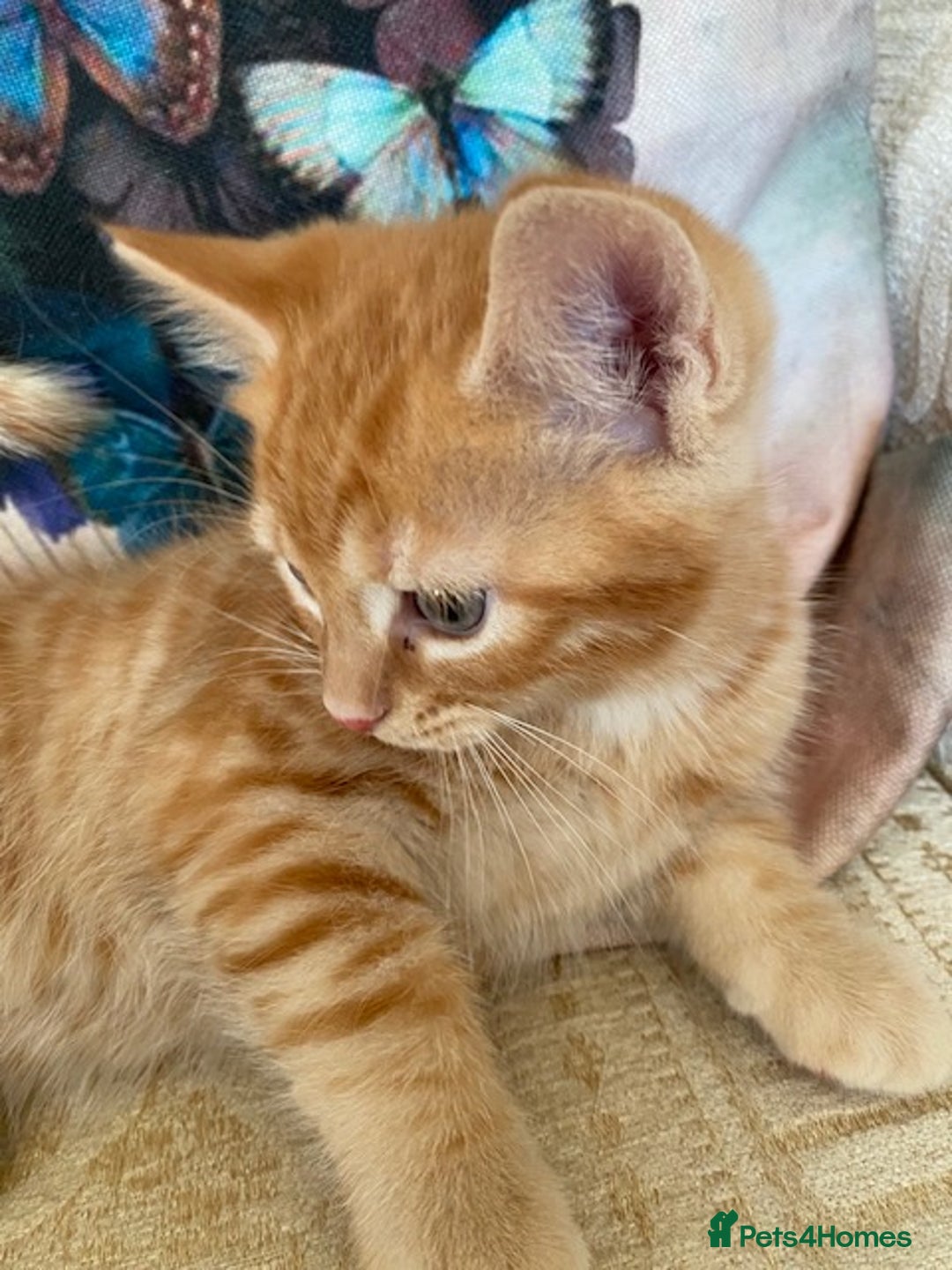 Ragcoon cats for sale: Beautiful Ginger Tabby Ragcoon kitten for sale  - Image 1