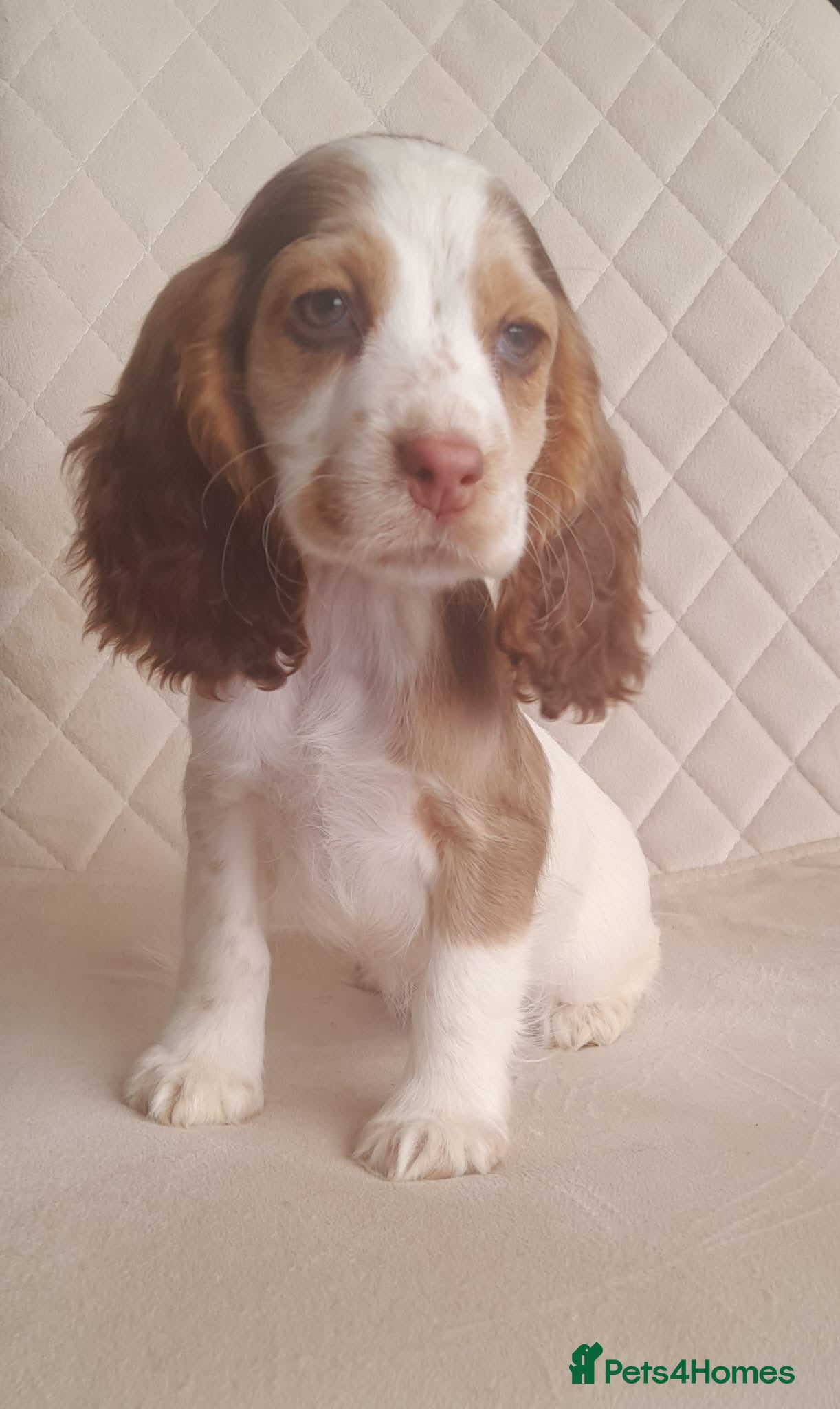 Cocker Spaniel dogs Beautiful cocker spaniel puppy’s  - Advert 11