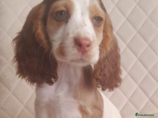 Cocker Spaniel dogs for sale: Beautiful cocker spaniel puppy’s - Advert 1