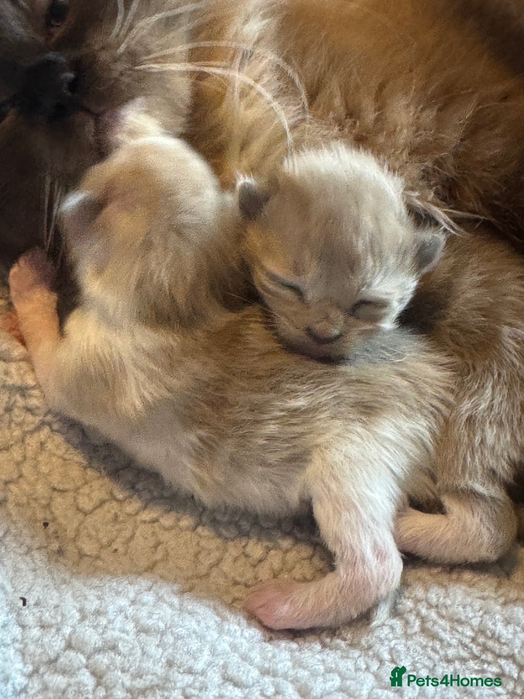 Ragdoll cats for sale: Rare Cherubim ragdolls lilac mink sepia smoke  - Image 2