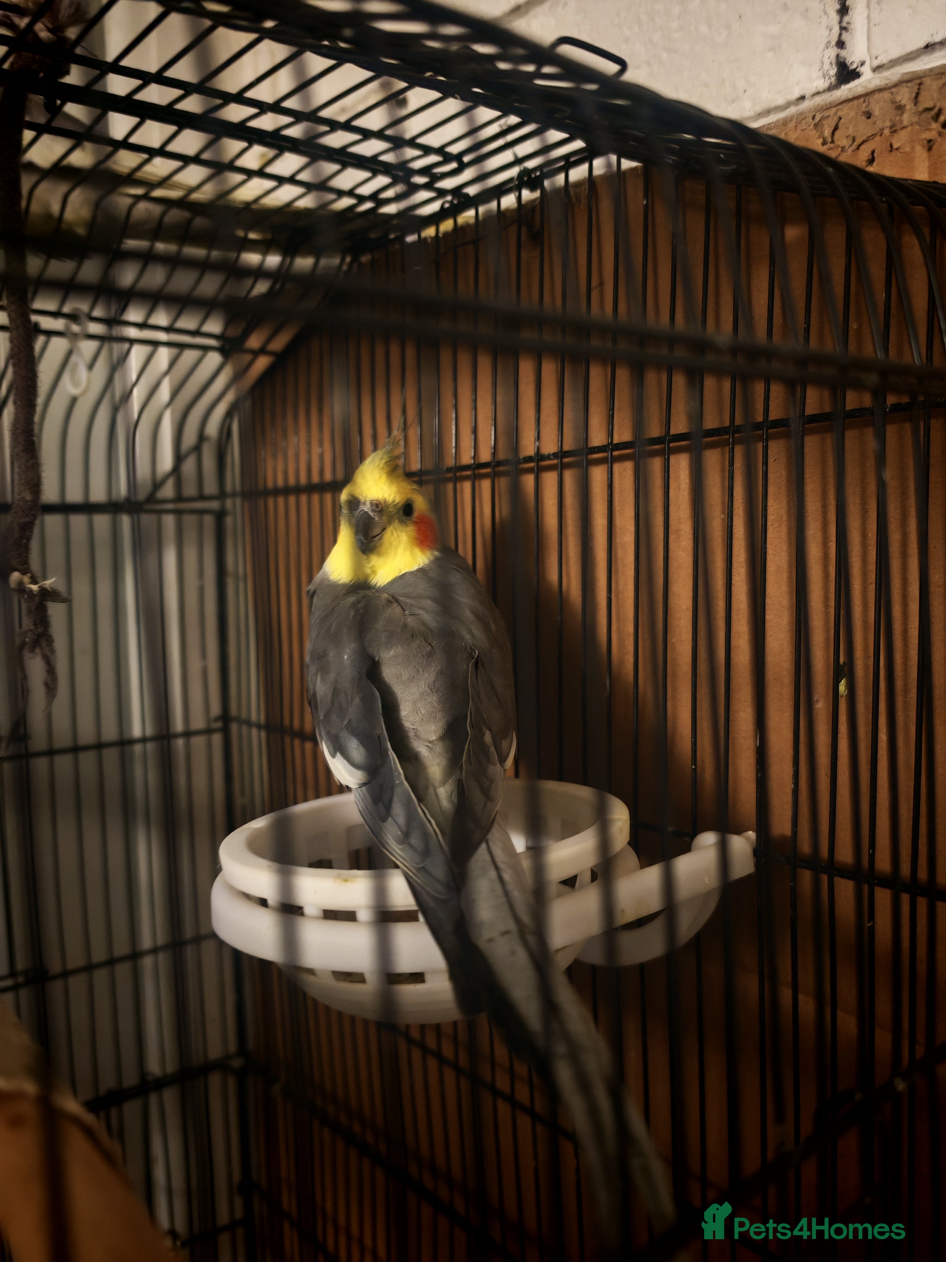 Cockatiels birds 2 x male cockatiels for sale - Advert 1