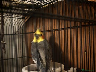 Cockatiels birds 2 x male cockatiels for sale - Advert 9