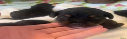 Jackapoo dogs for sale: Quality Jack Russel/Jackapoo Puppies 🐶  - Advert 7