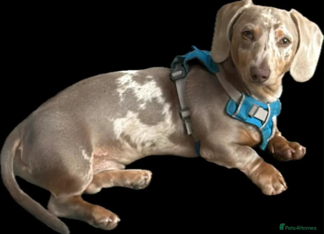 Miniature Dachshund dogs for sale: Isabella Dapple Dachshund  in Cardiff - Advert 2