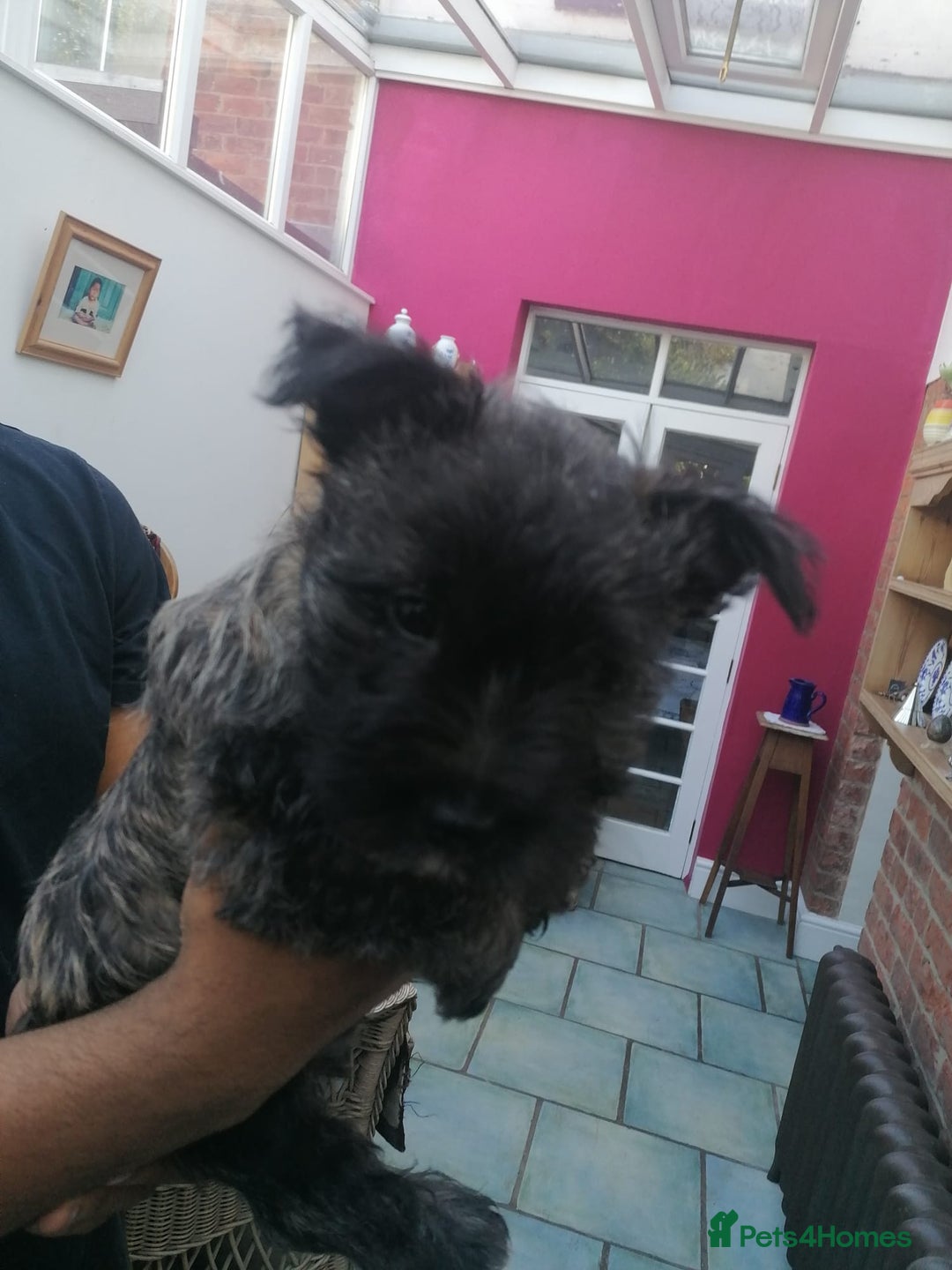 West Highland Terrier dogs for sale: Wairns: Westie/Cairn Pups - Image 2