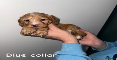 Cockapoo dogs - Advert 5