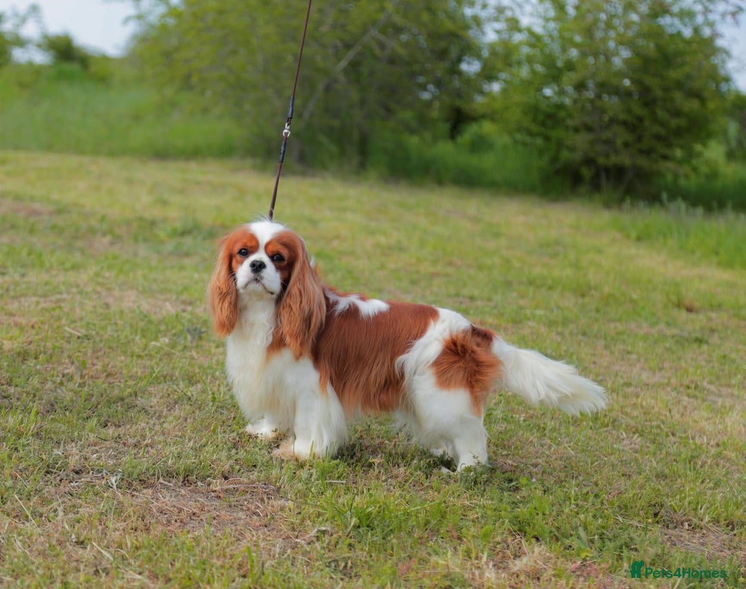 Cavalier King Charles Spaniel dogs for sale: Cavalier King Charles Spaniel 3 x puppies - Advert 12
