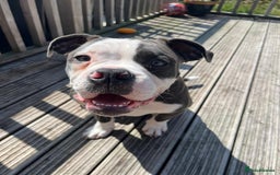 Olde English Bulldogge dogs for sale: Bailey  - Image 5