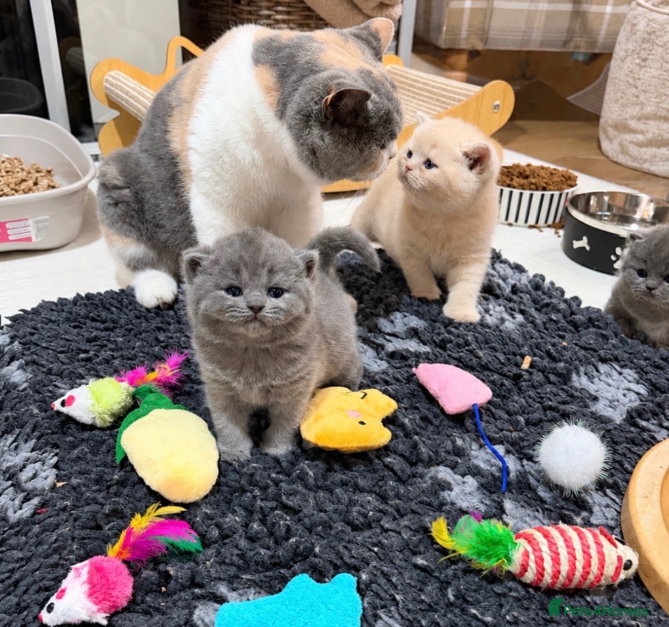 British Shorthair cats Champion GCCF british shorthair kittens  - Advert 2