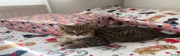 British Shorthair cats for sale: British taby 100% verified  - Advert 9