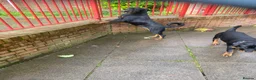 Rottweiler dogs for sale: Rottweiler pups - Advert 12