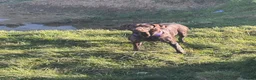 Dobermann dogs for sale: Doberman and German short haired pointer  - Advert 14