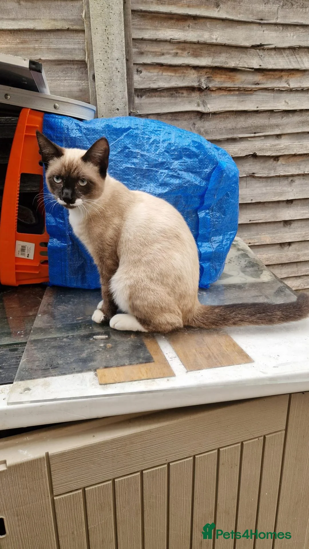 Mixed Breed cats for sale: Beautiful kittens boy and girl  - Advert 2