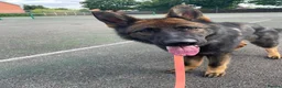 German Shepherd dogs for sale: Rocky - 1 Year Old Male German Shepherd - Advert 5