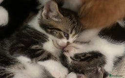 Domestic Shorthair cats for sale: Beautiful friendly Kittens  - Image 15