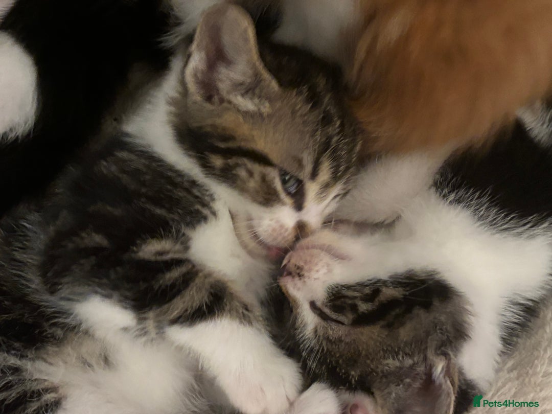 Domestic Shorthair cats for sale: Beautiful friendly Kittens  - Image 15