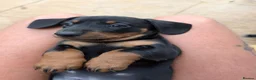 Dachshund dogs for sale: LET DOWN ON LAST PUPPY DACHSHUND  - Advert 6