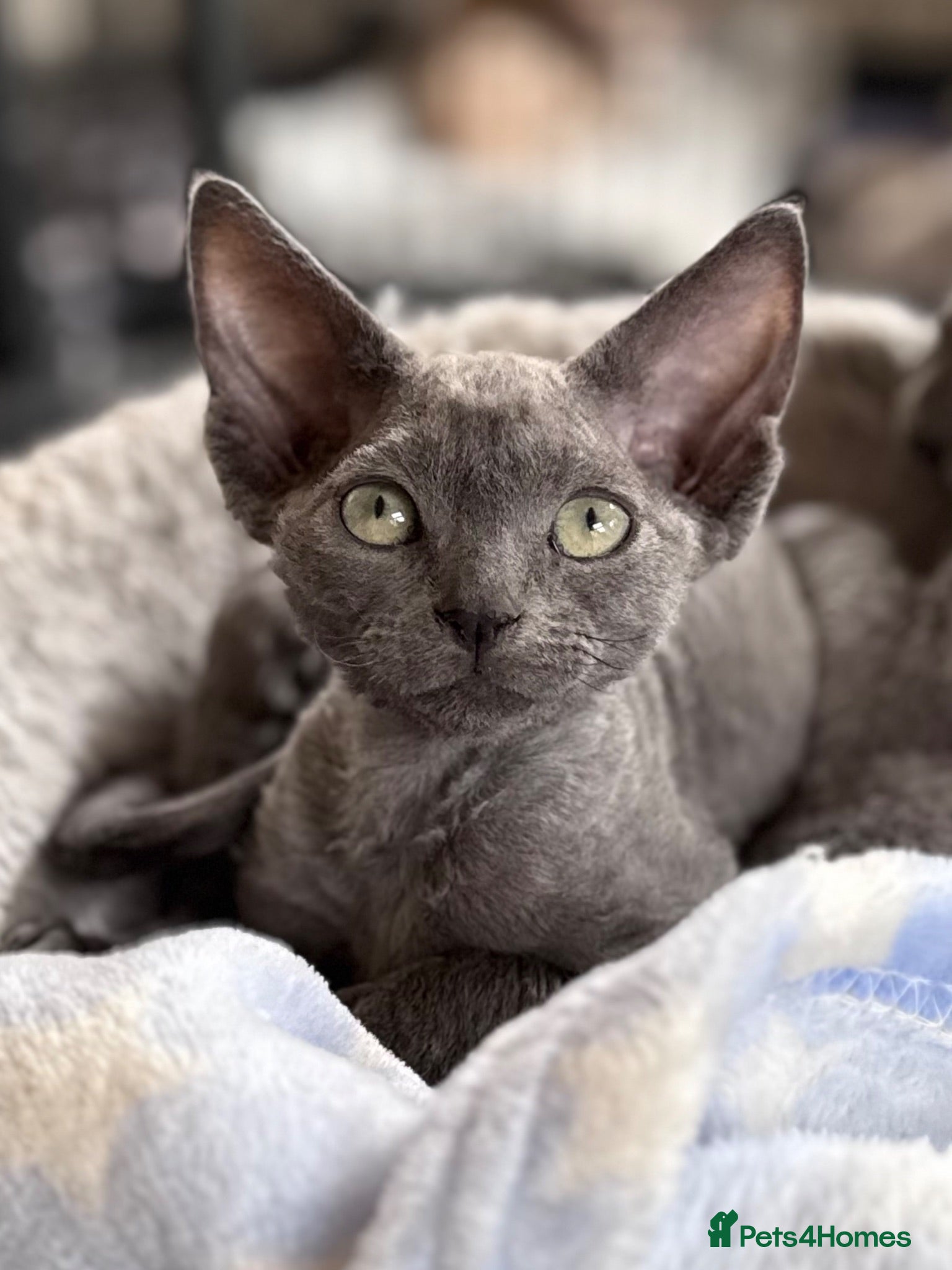 Devon Rex cats Fantastic Pedigree Devon Rex - Advert 18