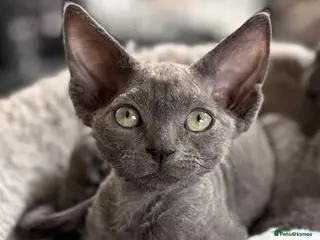 Devon Rex cats Fantastic Pedigree Devon Rex - Advert 14