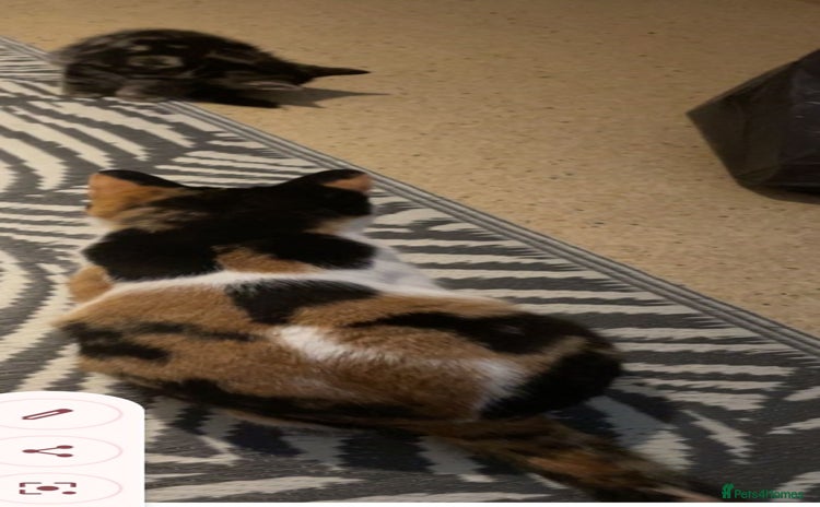 British Shorthair cats Beautiful bsh kittens - Advert 1