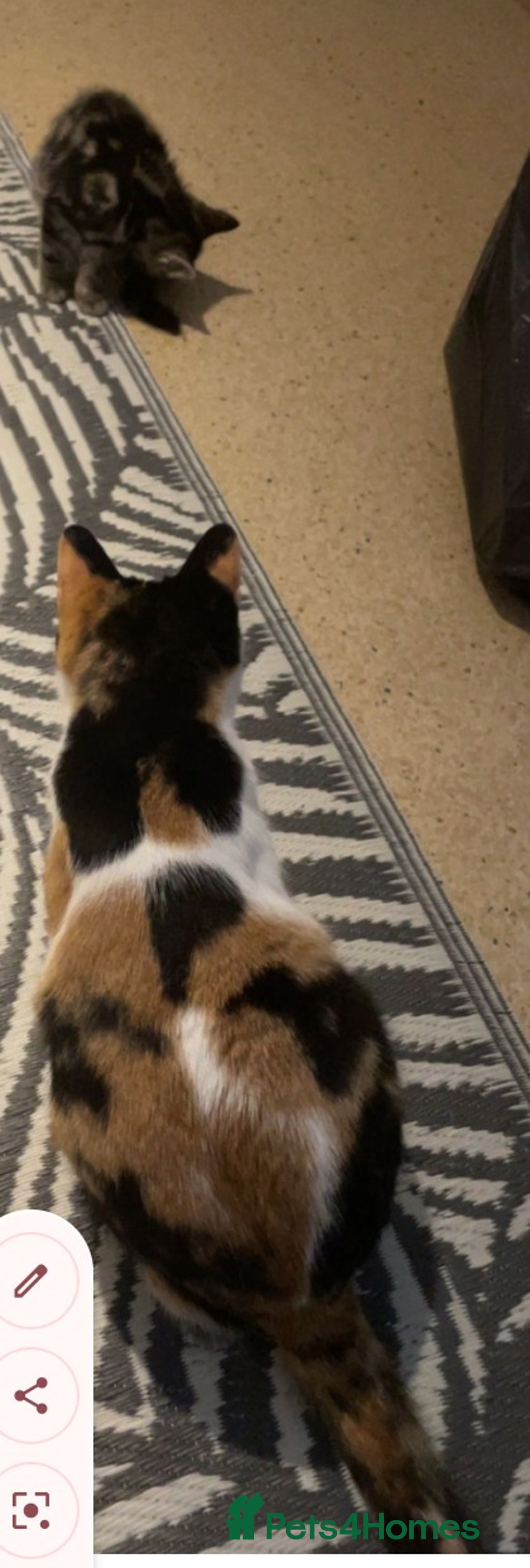 British Shorthair cats for sale: Beautiful bsh kittens - Advert 1