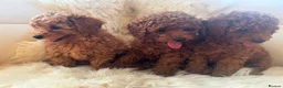 Toy Poodle dogs for sale: Kc registered toy poodle  in Faversham - Advert 5