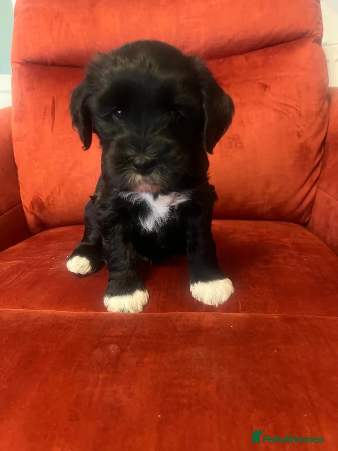 Tibetan Terrier dogs for sale: Male Stunning Tibetan Terrier  - Advert 1