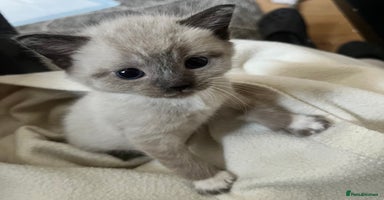 British Shorthair cats - Advert 1