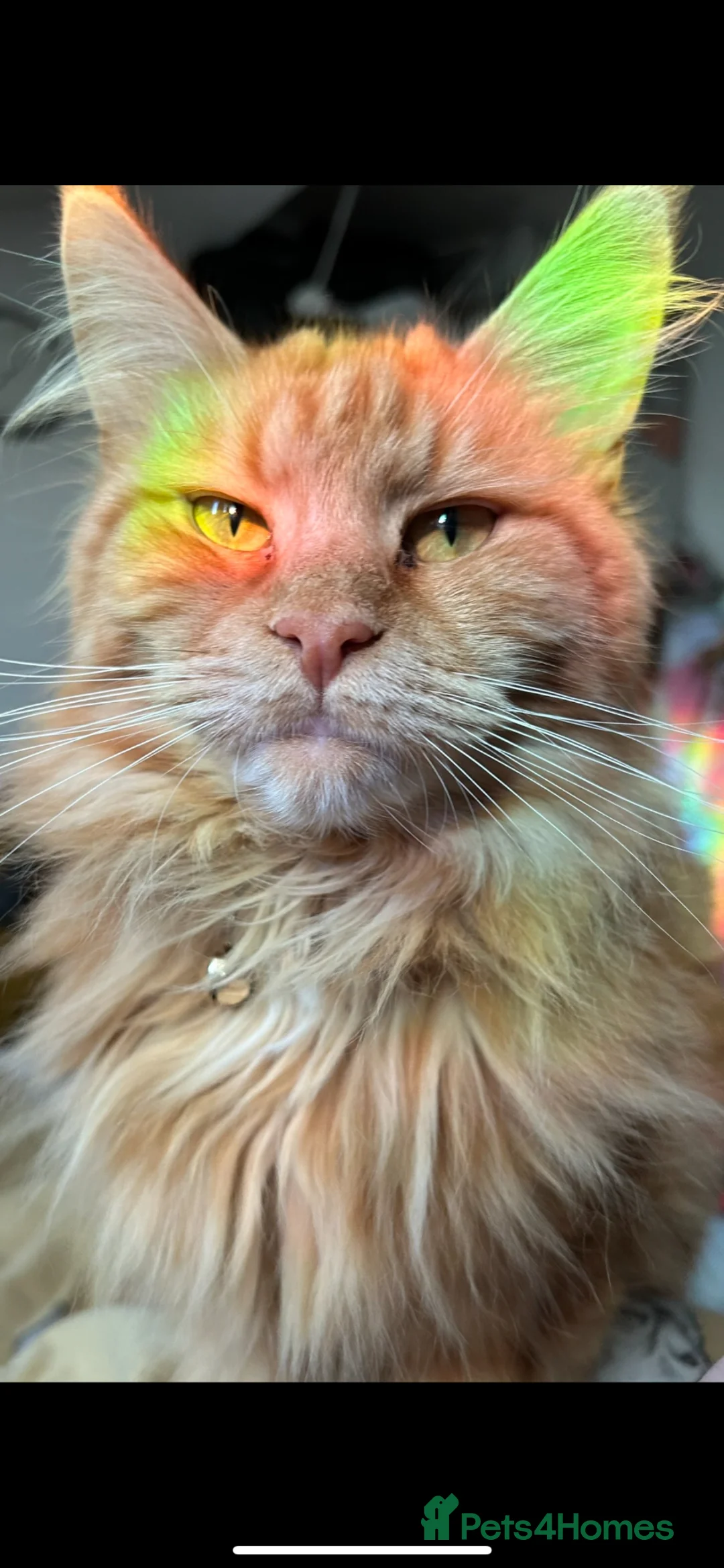 Maine Coon cats for sale: Ginger Female Adult Maine Coon - Advert 2