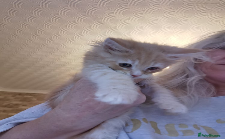 Maine Coon cats - Advert 1