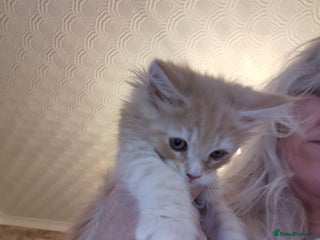 Maine Coon cats Full pedigree Maine coon kittens for sale - Advert 17