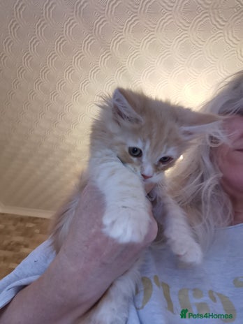 Maine Coon cats - Advert 1