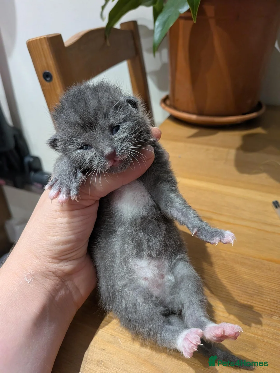 Mixed Breed cats for sale: 2 Beautiful Girls Looking for Their Forever Homes - Advert 2