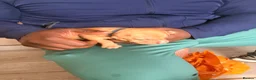 American Bull Staffy dogs for sale: Staff mixed beautiful dogs  - Advert 11