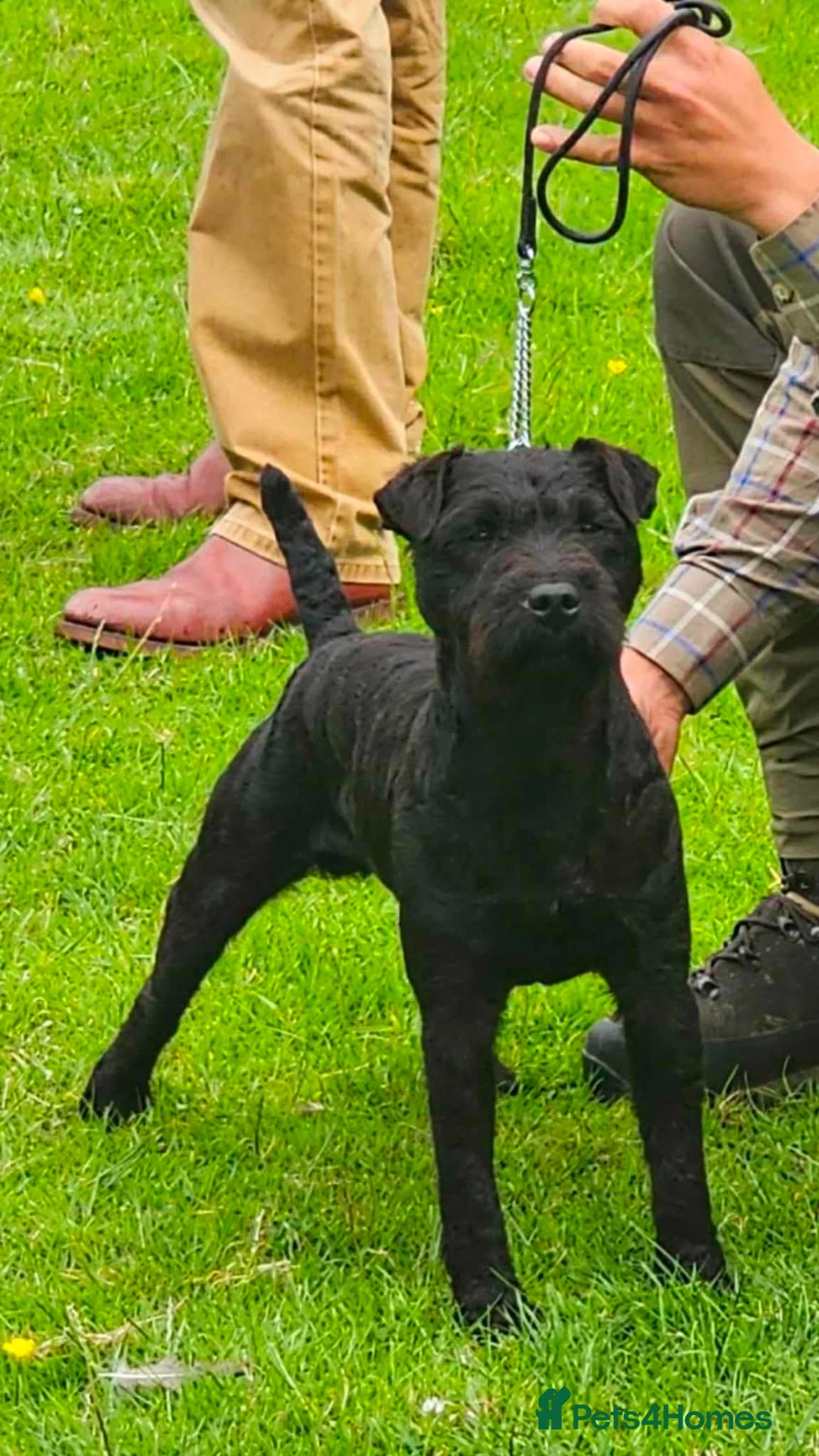 Lakeland Terrier dogs for sale: Male Lakeland terrier in Wantage - Advert 5