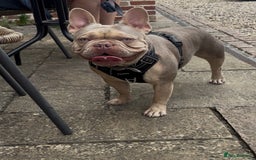 French Bulldog dogs for stud: Isabella stud  - Image 1
