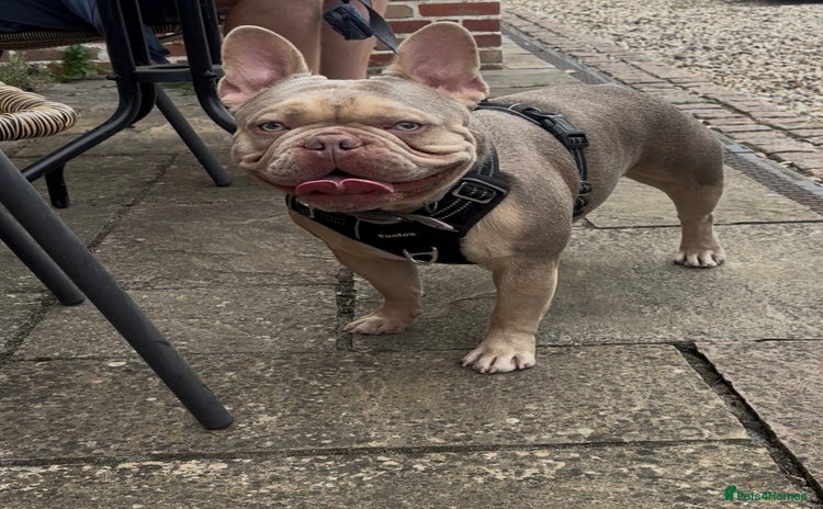French Bulldog dogs - Advert 1